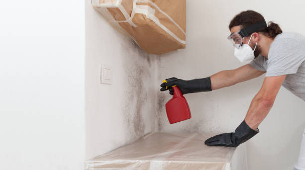 Professional Basement Mold Remediation technician working in Newton Center, MA