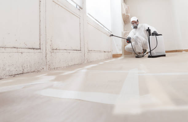 24/7 Emergency Basement Mold Remediation experts in Newton Center, MA