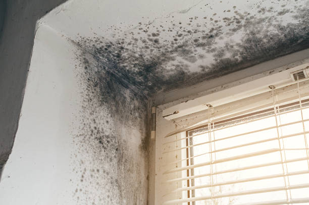 Affordable Basement Mold Remediation solutions in Newton Center, MA